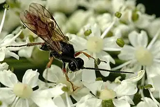 Olesicampe incrassator