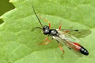 Olesicampe longipes