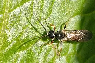 Olesicampe nigroplica