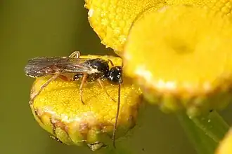 Olesicampe paludicola