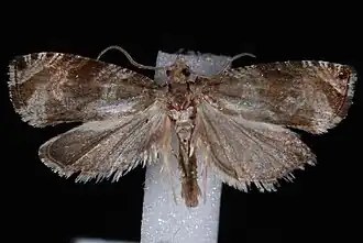 Olethreutes appendiceum