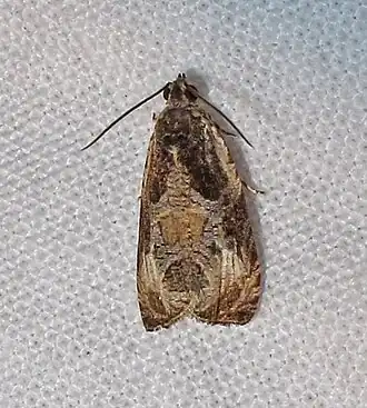 Olethreutes connectum