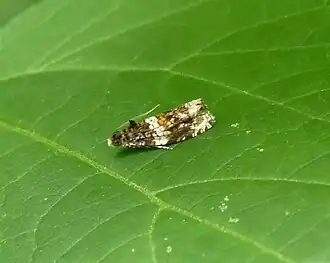 Olethreutes fasciatana