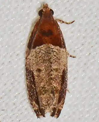 Olethreutes ferriferana