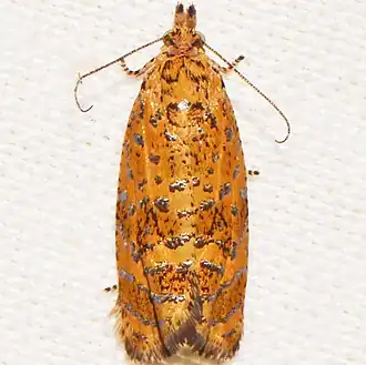Olethreutes ferrolineana