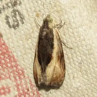 Olethreutes mysteriana