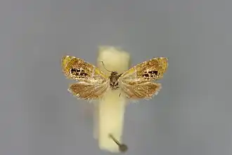 Olethreutes subtilana