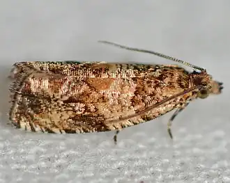 Olethreutes valdanum