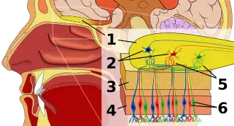 Menselijk reukorgaan 1. Reukkolf 2. Mijtercellen 3. Bot 4. Neusslijmvlies 5. Glomerulus (reuk) 6. Reukreceptor