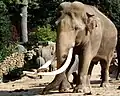 Elephas maximus met slagtanden, Dierenpark Emmen