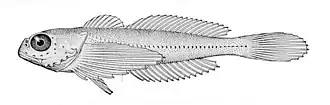 Oligocottus latifrons