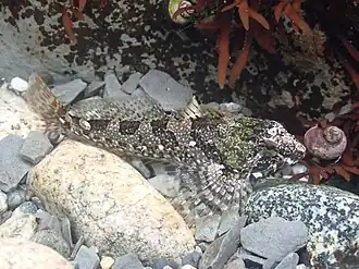 Oligocottus maculosus