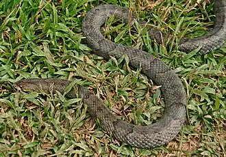 Oligodon purpurascens