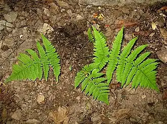Dryopteris oligodonta