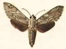 Oligographa juniperi