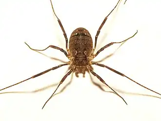 Oligolophus hansenii