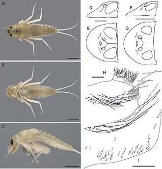 Oligoneuriidae