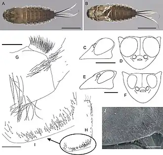 Oligoneuriopsis