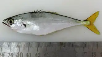 Oligoplites palometa