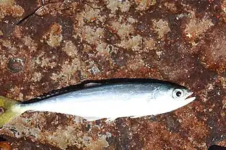 Oligoplites refulgens