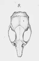 Oligoryzomys flavescens