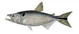 Oligosarcus hepsetus