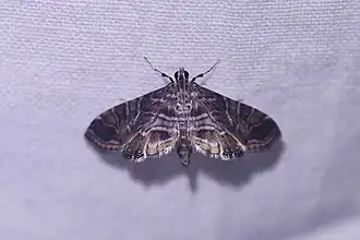 Oligostigmoides profusalis