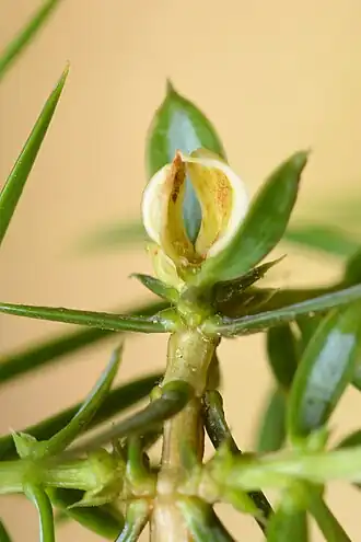 Oligotrophus panteli