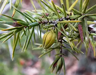 Oligotrophus schmidti