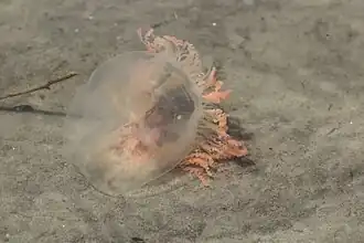 Olindias sambaquiensis