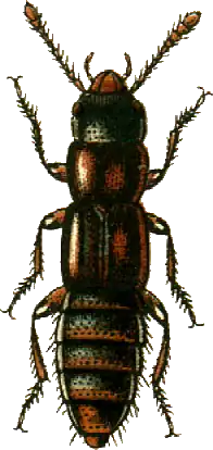 Olisthaerinae