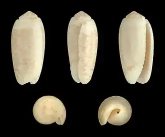 Oliva carneola