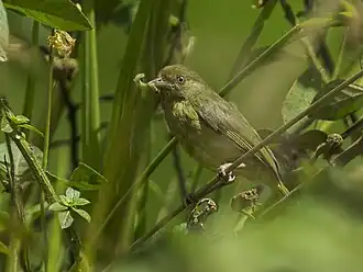 Olijfvireo