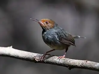 Roodwangsnijdervogel