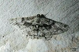 Peribatodes umbraria