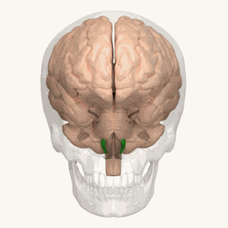 3D-animatie van de hersenen waarbij de locatie van de olijven in groen is aangegeven.