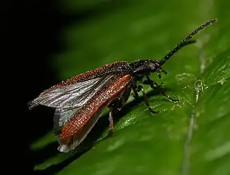 Omalisus fontisbellaquaei