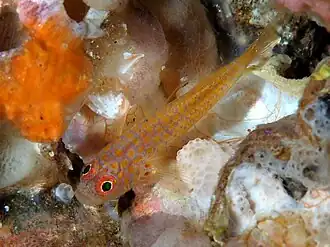 Trimma macrophthalmum