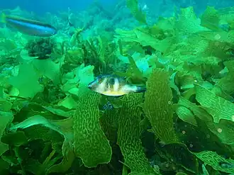 Omegophora cyanopunctata