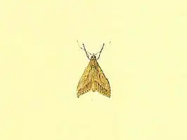 Omiodes telegrapha