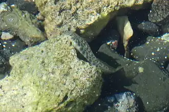 Omobranchus loxozonus