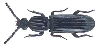 Omoglymmius batantae