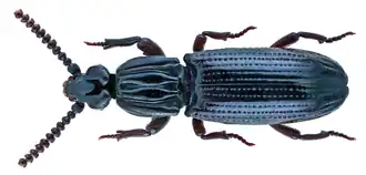 Omoglymmius batchianus