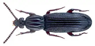 Omoglymmius germari