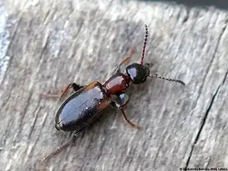 Omonadus formicarius