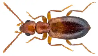 Omonadus mateui
