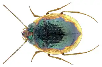 Omophron brettinghamae