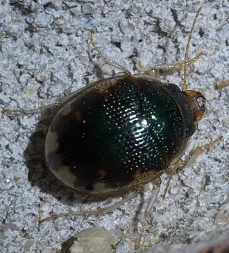 Omophron nitidum