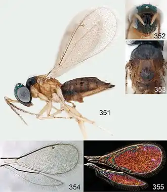 Omphale brevibuccata