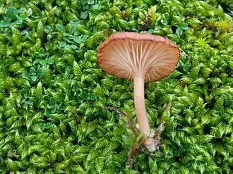 Roodbruin trechtertje